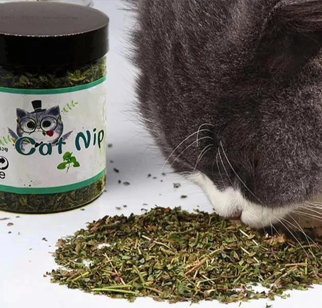 Organická tráva pro kočku